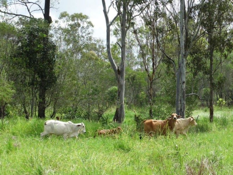 134 Diamond Hill Road, Rosedale QLD 4674