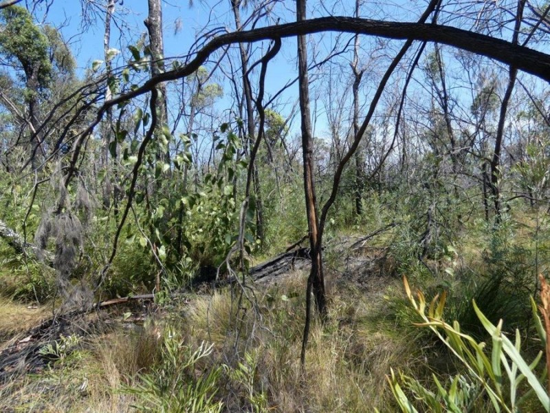 641 Capricornia Drive, Deepwater QLD 4674