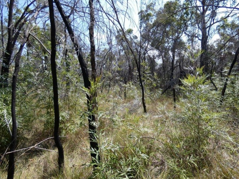 641 Capricornia Drive, Deepwater QLD 4674