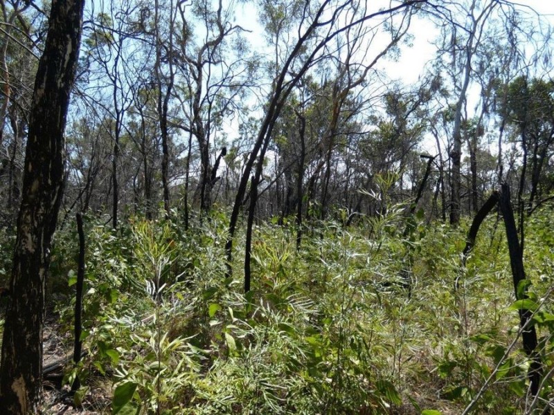 641 Capricornia Drive, Deepwater QLD 4674