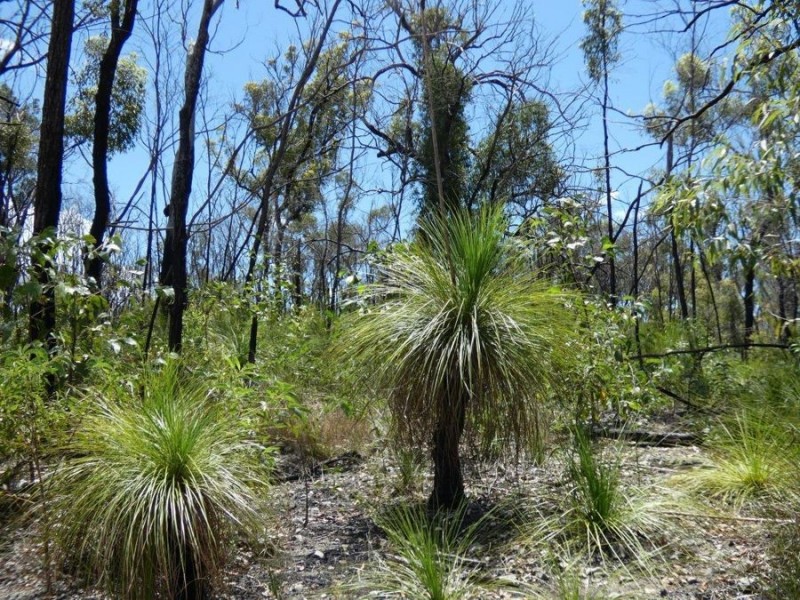 Lot 84 Pacific Drive, Deepwater QLD 4674