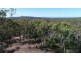 Lot 96 Pacific Drive, Deepwater QLD 4674