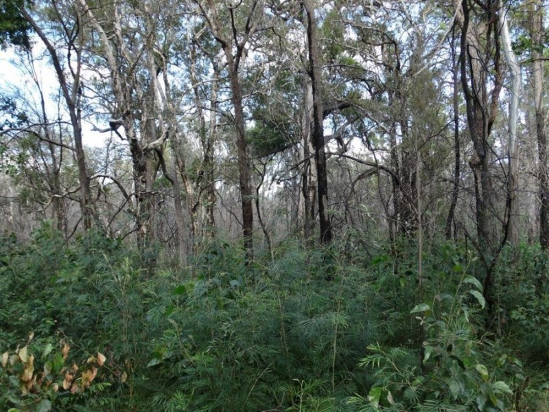 Lot 96 Pacific Drive, Deepwater QLD 4674
