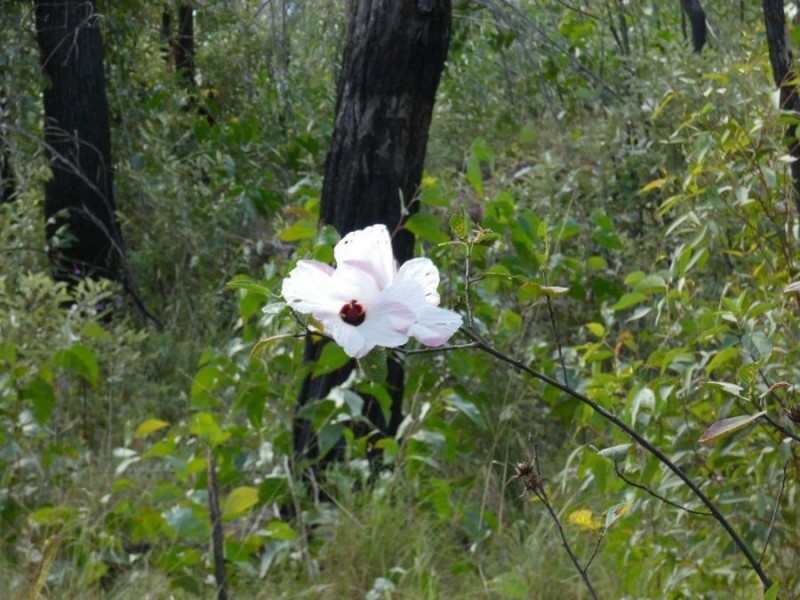 1595 Tableland Road, Mount Maria QLD 4674