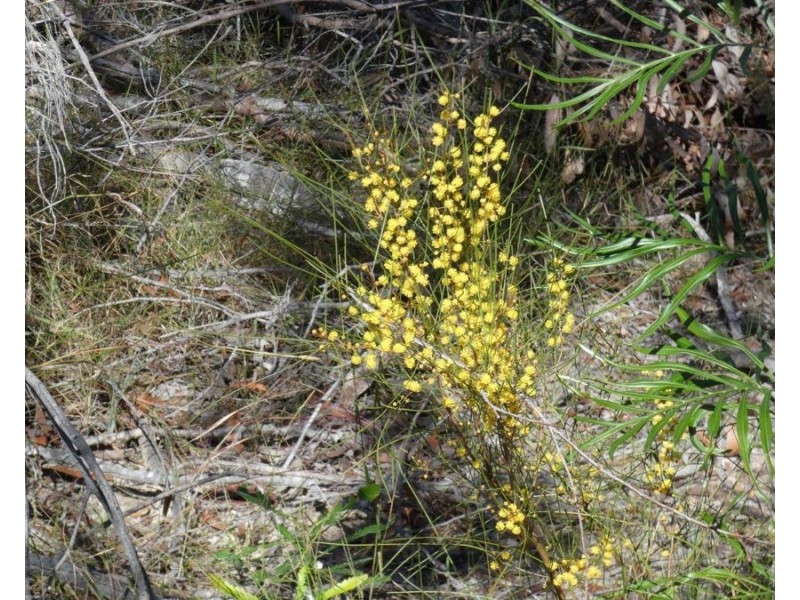 Lot 42 Pacific Drive, Deepwater QLD 4674