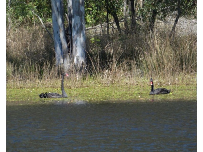 344 Wills Road, Rosedale QLD 4674