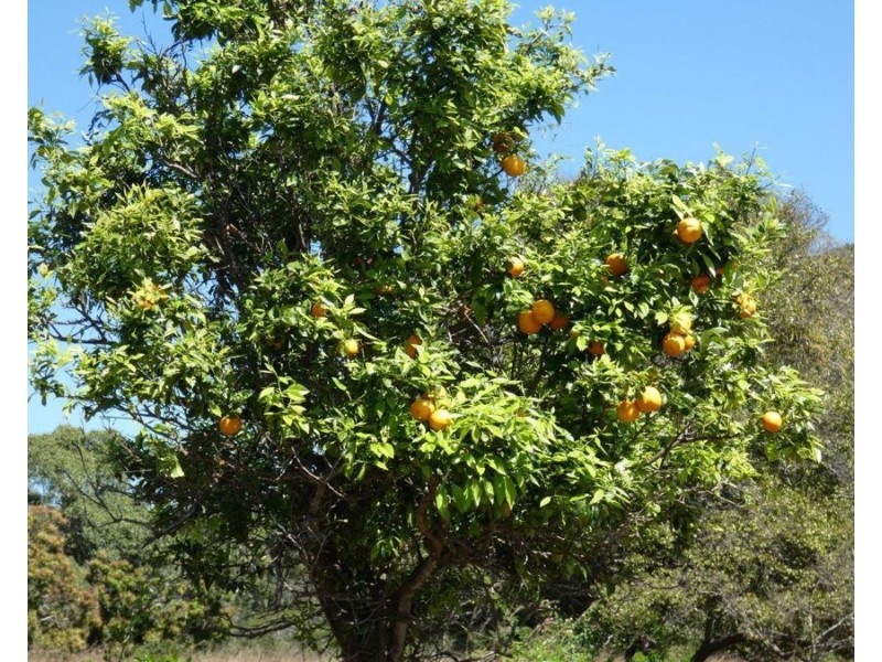 344 Wills Road, Rosedale QLD 4674