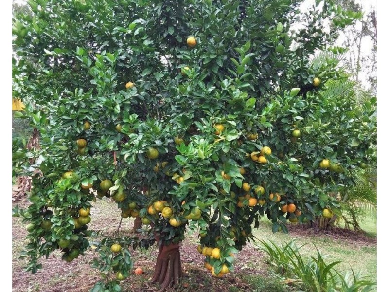 608 Cross Road, Euleilah QLD 4674