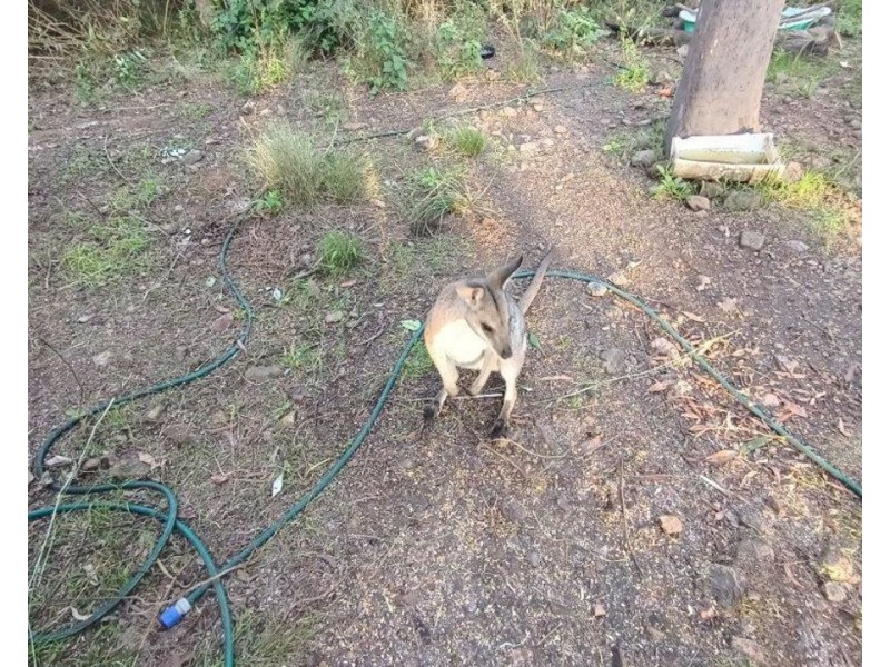 572 Mineral Road, Rosedale QLD 4674