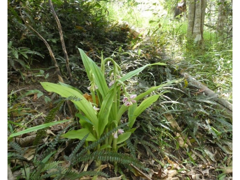 941 Hills Road, Mount Maria QLD 4674