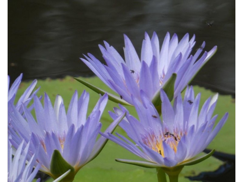 521 Mineral Road, Rosedale QLD 4674