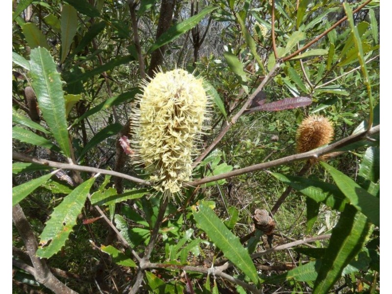 Lot 11 Lindy Drive, Rules Beach QLD 4674