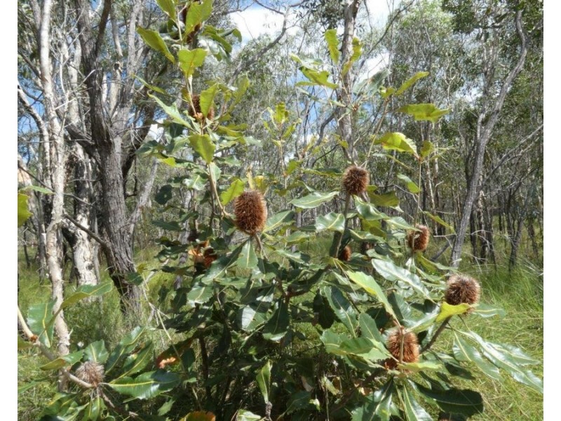 Lot 11 Lindy Drive, Rules Beach QLD 4674