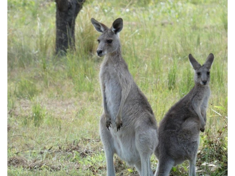 420 Matchbox Road, Deepwater QLD 4674