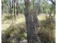 Lot 11 Fernfield Road, Deepwater QLD 4674