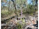 Lot 11 Fernfield Road, Deepwater QLD 4674