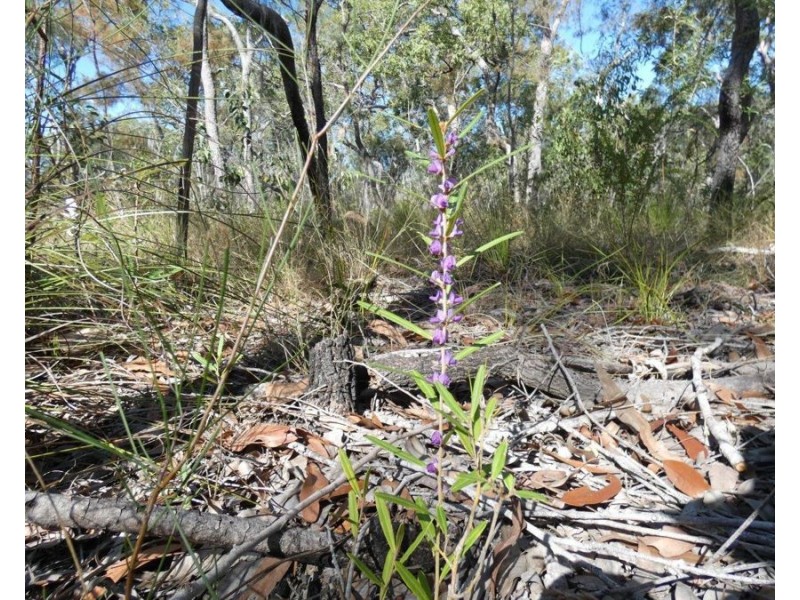 Lot 11 Fernfield Road, Deepwater QLD 4674