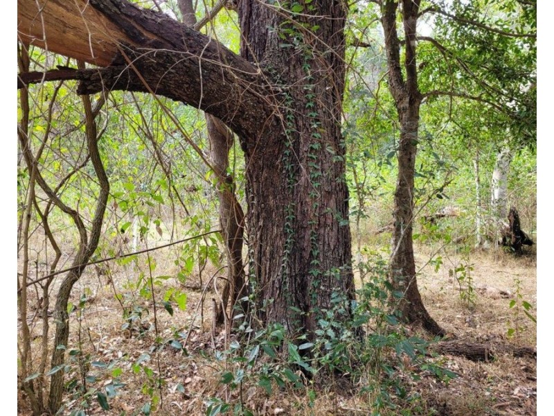 183 Dawsons Road, Berajondo QLD 4674