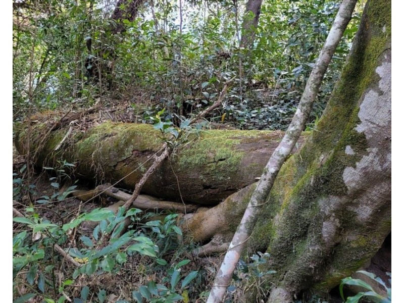 183 Dawsons Road, Berajondo QLD 4674