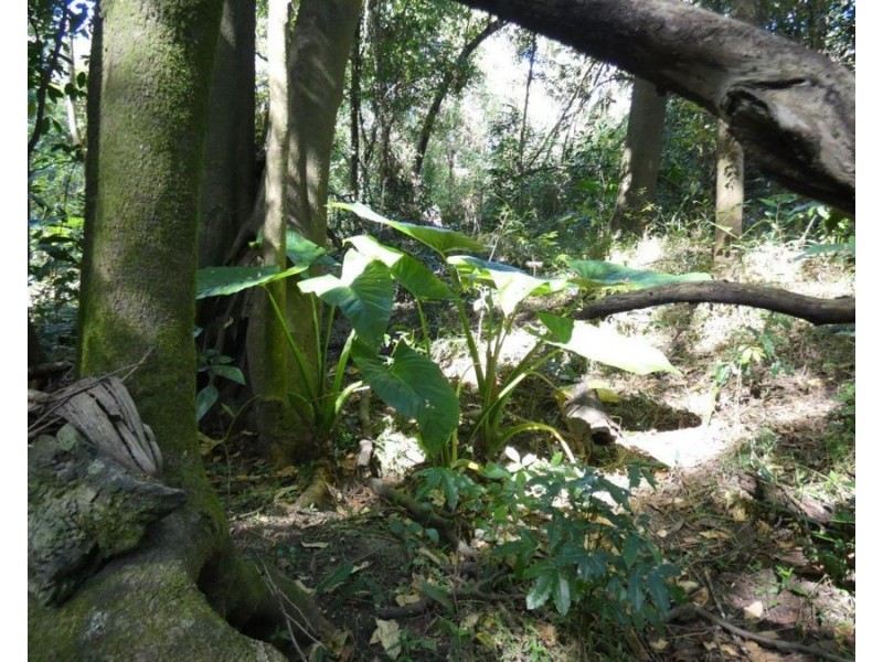 3597 Lowmead Road, Lowmead QLD 4676