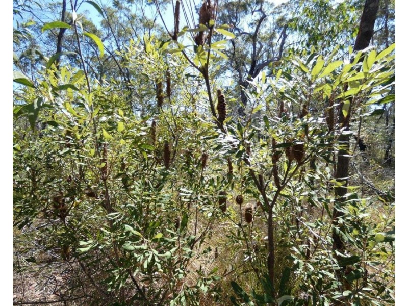 Lot 178 Oceania Court, Deepwater QLD 4674