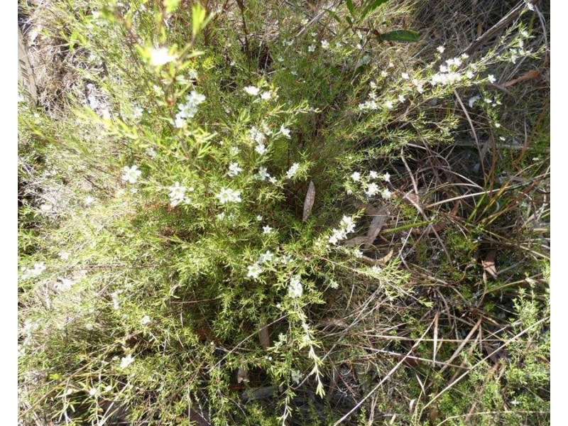 149 Fernfield Road, Deepwater QLD 4674