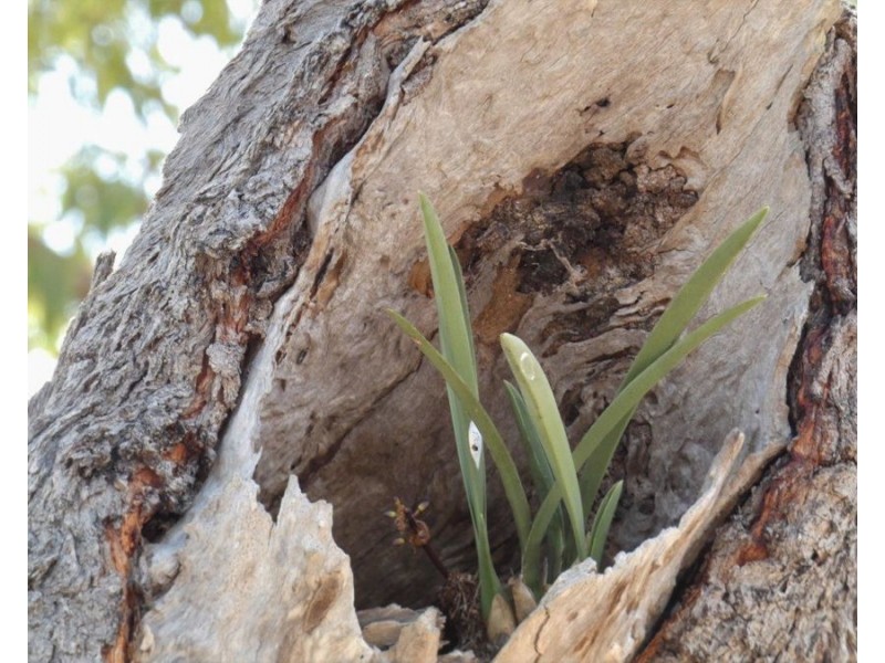 149 Fernfield Road, Deepwater QLD 4674