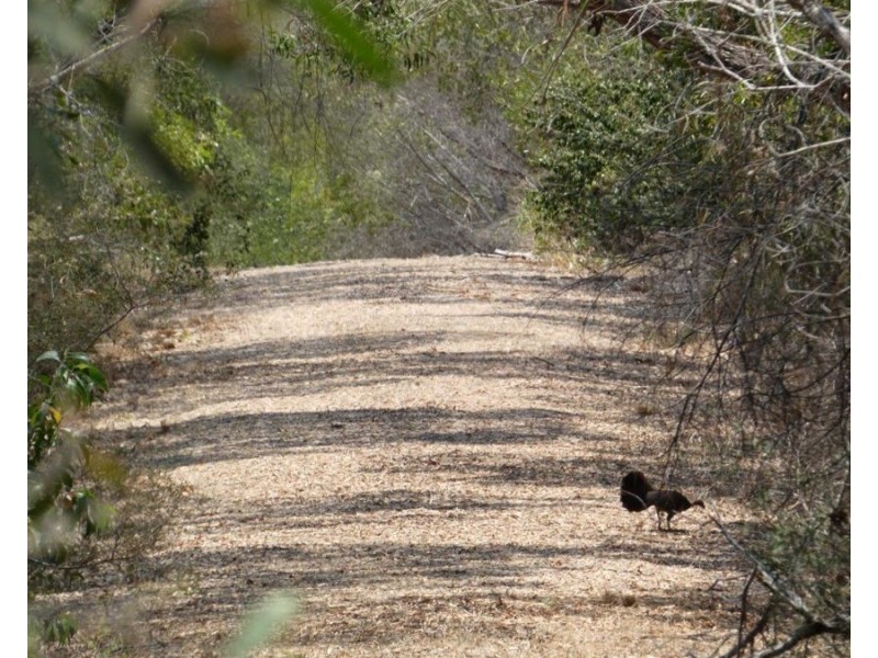 614 Fingerfield Road, Deepwater QLD 4674