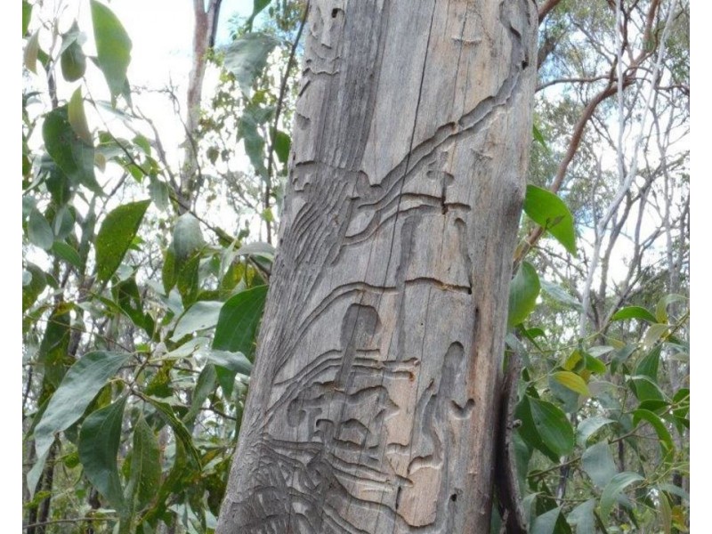 Lot 33 Cross Road, Euleilah QLD 4674