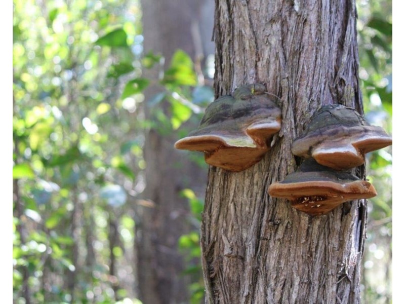 Lot 25 Matchbox Road, Deepwater QLD 4674