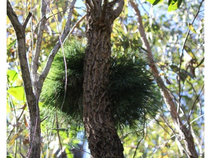 Lot 25 Matchbox Road, Deepwater QLD 4674