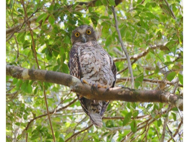 340 Neils Road, Rosedale QLD 4674