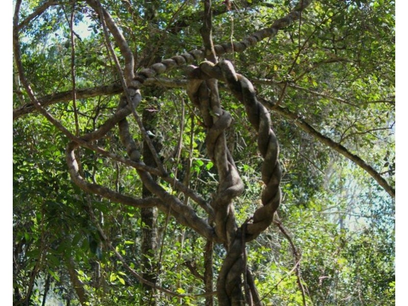 340 Neils Road, Rosedale QLD 4674