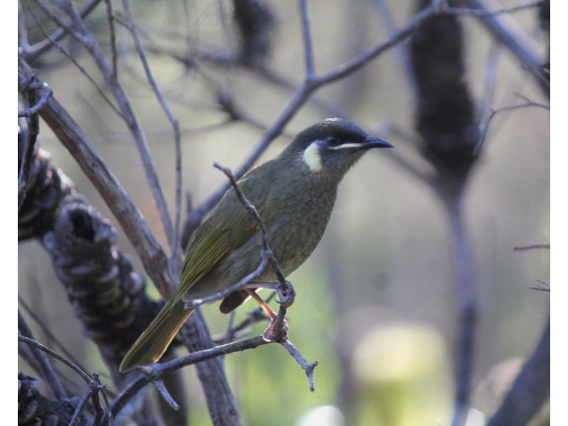 Lot 32 Lindy Drive, Rules Beach QLD 4674