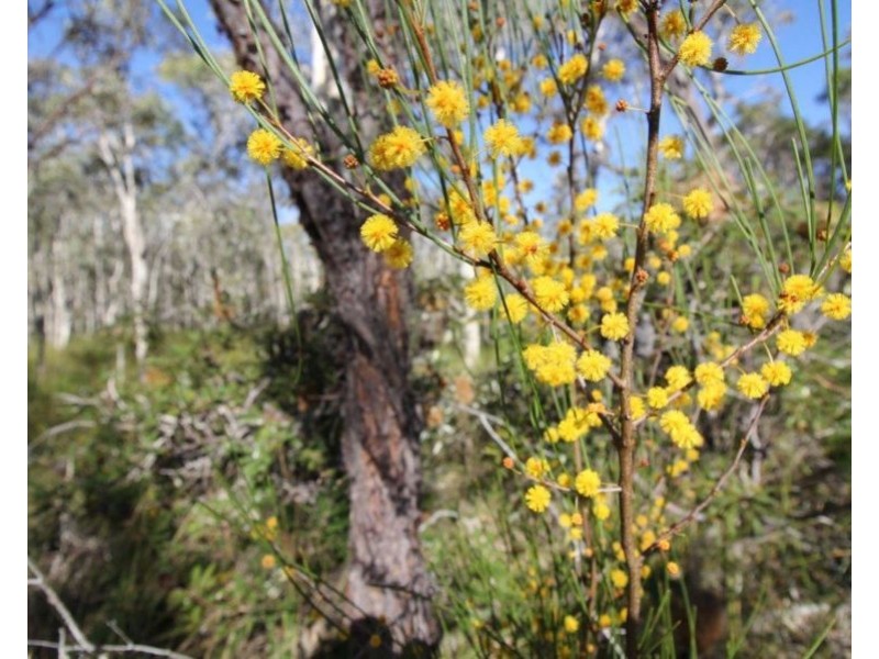 Lot 32 Lindy Drive, Rules Beach QLD 4674