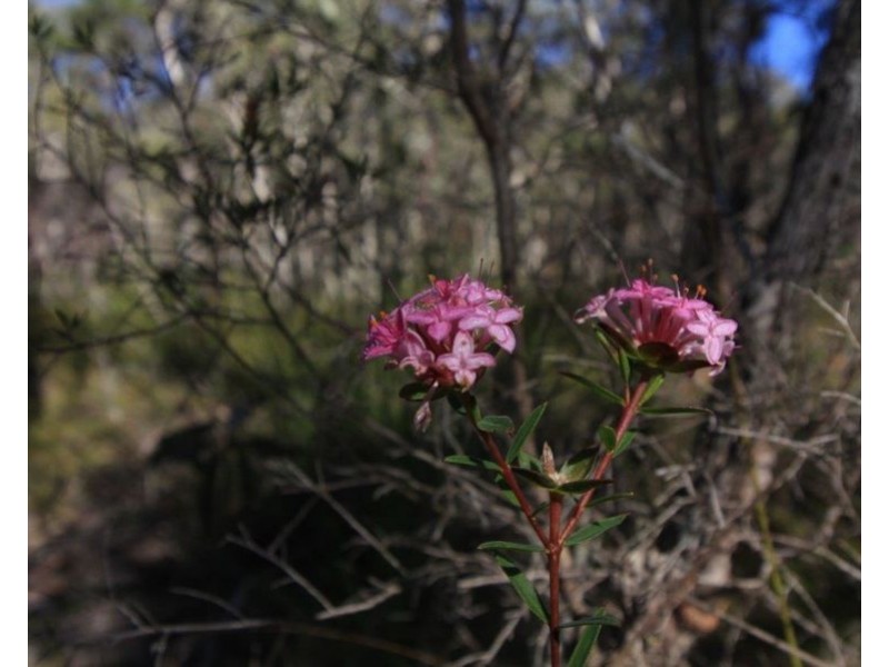 Lot 32 Lindy Drive, Rules Beach QLD 4674