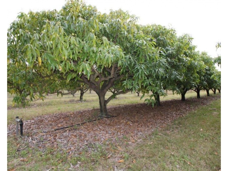 Lot 90 Pacific Drive, Deepwater QLD 4674