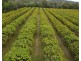 Lot 90 Pacific Drive, Deepwater QLD 4674