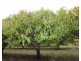 Lot 90 Pacific Drive, Deepwater QLD 4674