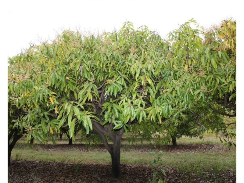 Lot 90 Pacific Drive, Deepwater QLD 4674