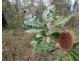 876 Pacific Drive, Deepwater QLD 4674