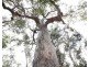 876 Pacific Drive, Deepwater QLD 4674