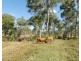 986 Gorge Road, Taunton QLD 4674