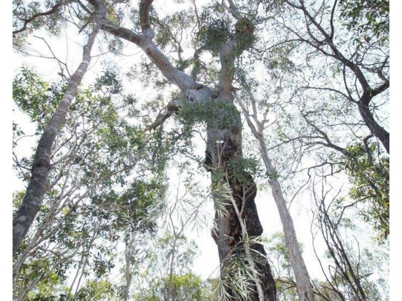 Lot 139 Capricornia Drive, Deepwater QLD 4674