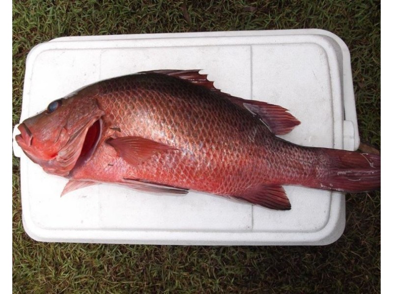 87 Kassman Drive, Rosedale QLD 4674