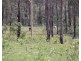 Lot 5 Watalgan Road, Waterloo QLD 4673