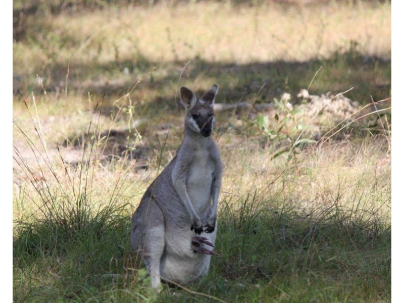 328 Matchbox Road, Deepwater QLD 4674