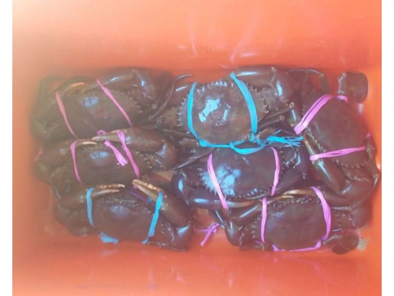 704 Fingerfield Road, Deepwater QLD 4674