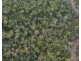 Lot 10 Tableland Road, Mount Maria QLD 4674