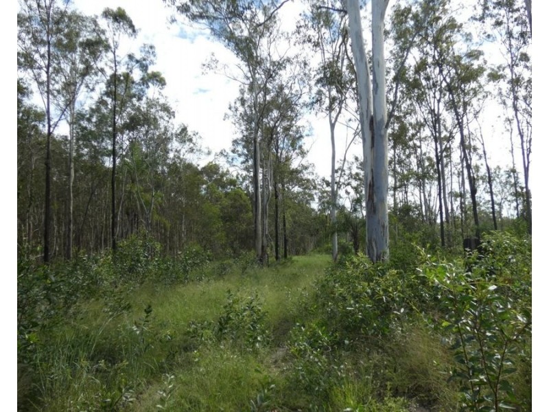 310 MOLLENHAGENS ROAD, Winfield QLD 4670